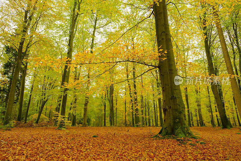 秋天的下午，森林里金黄色的山毛榉树