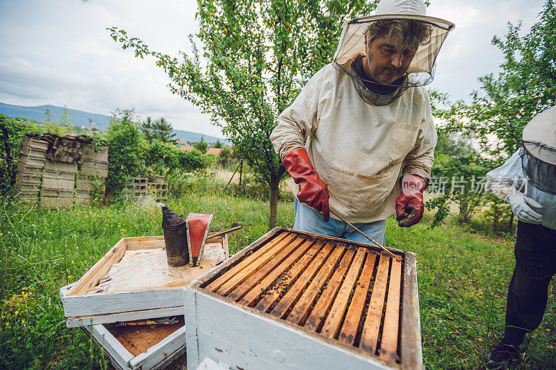 养蜂人从蜂箱中收集蜂蜜