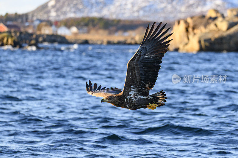 在挪威北部峡湾觅食的白尾鹰或海鹰