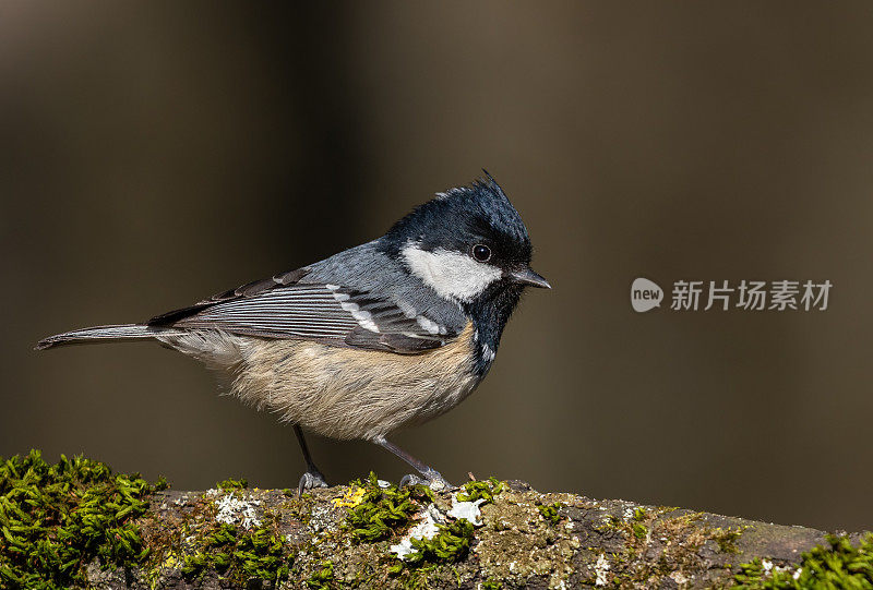 煤山雀栖息在树枝上