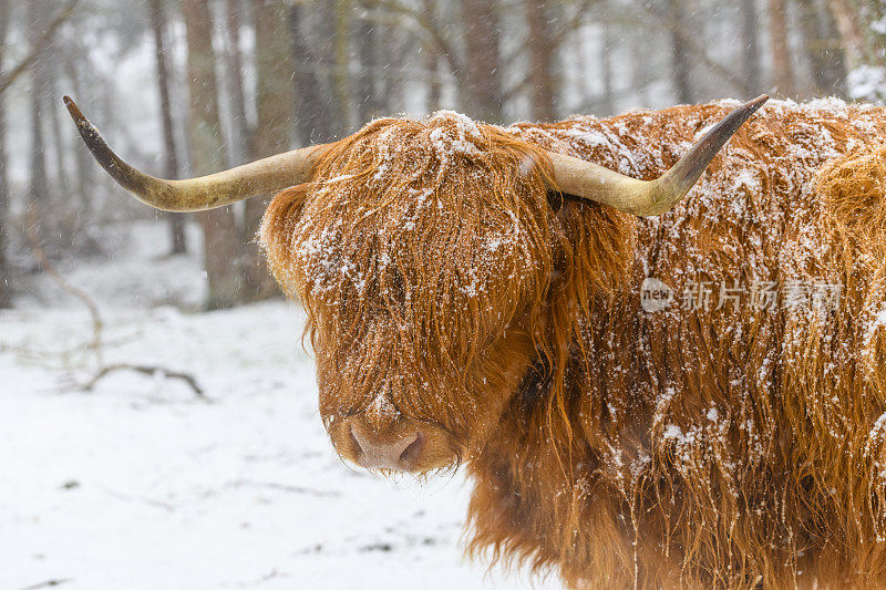 雪中的苏格兰高地奶牛的肖像