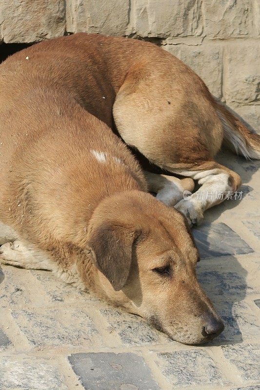 可怜的流浪狗蜷缩在印度的街道上，这是一条无家可归的杂种狗