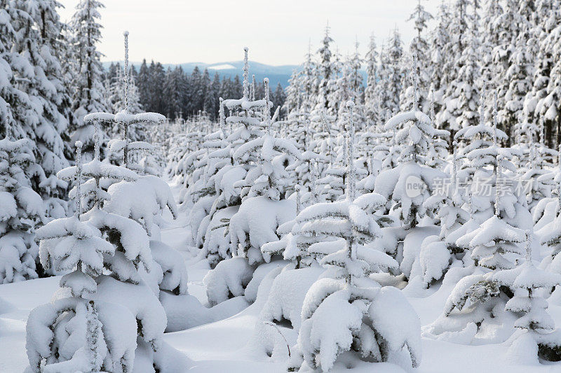 德国温特堡附近的雪树