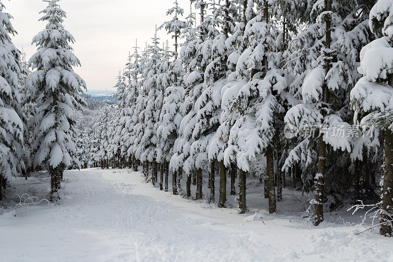 德国温特堡附近的雪树