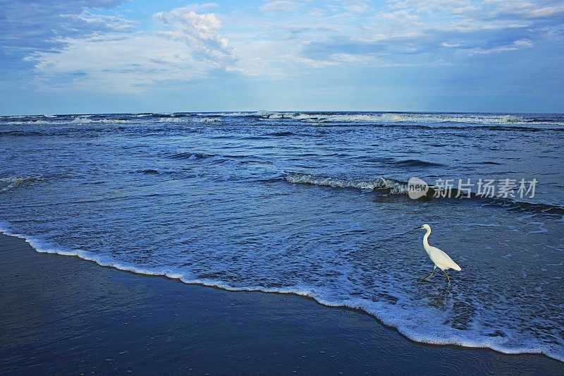 苍鹭海鸟站在海滩上与波浪拂晓-美国南卡罗来纳