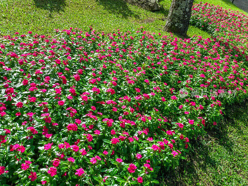 Curitiba-Paraná-Curitiba植物园