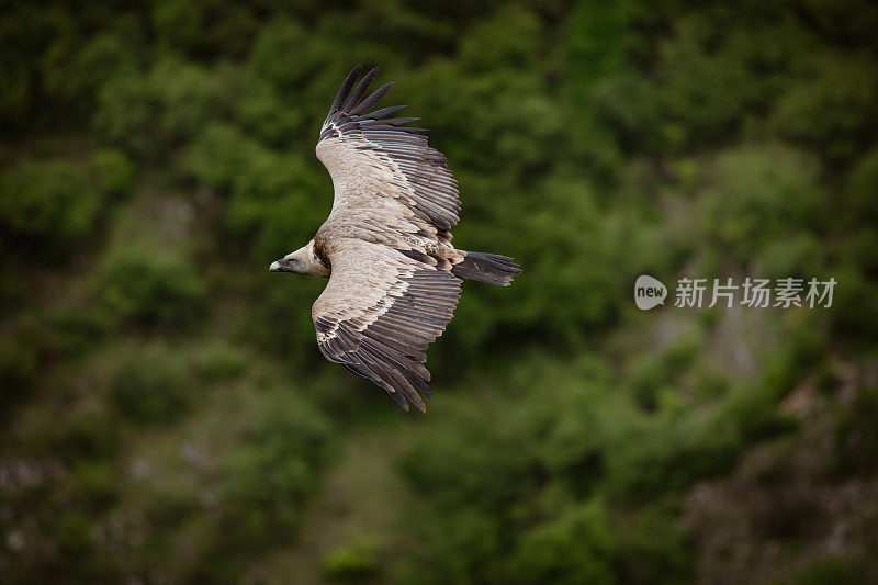 大狮鹫在森林上空飞翔