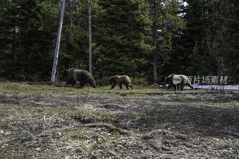 399只灰熊和幼崽一起在大提顿国家公园散步