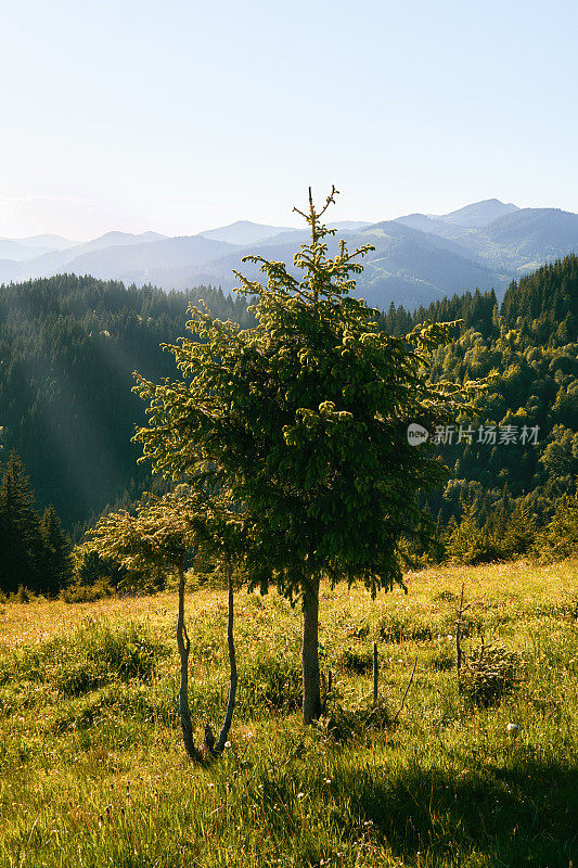 年轻的针叶树在可爱的山地林间空地上，在山脉的背景