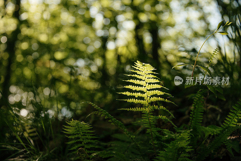 蕨类植物