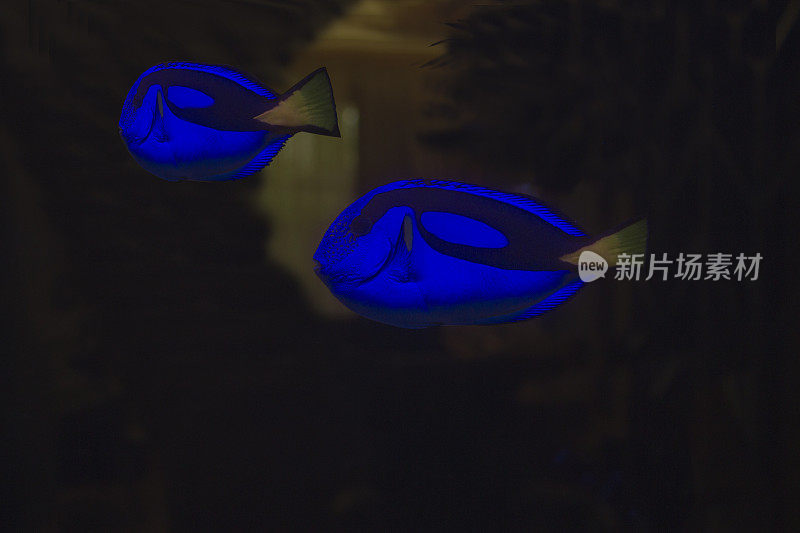 水族馆里的蓝色和黄色热带鱼