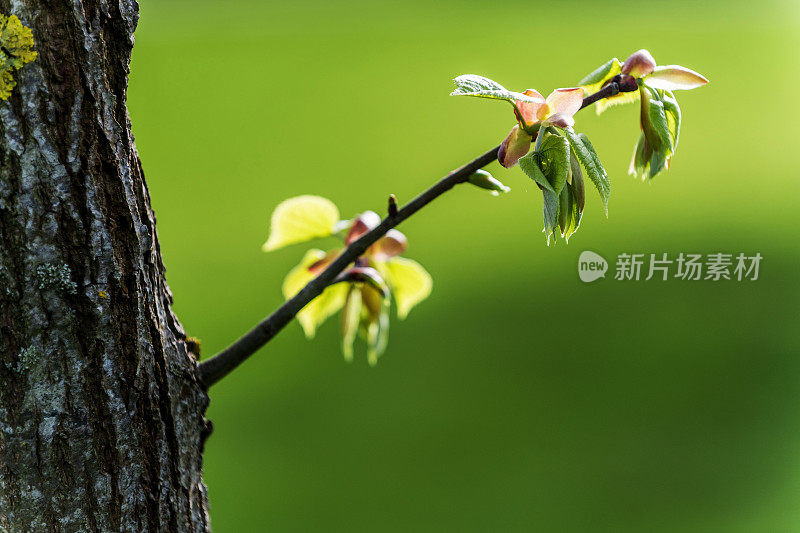 特写一个新的树枝，芽和小树叶生长从树干在自然界