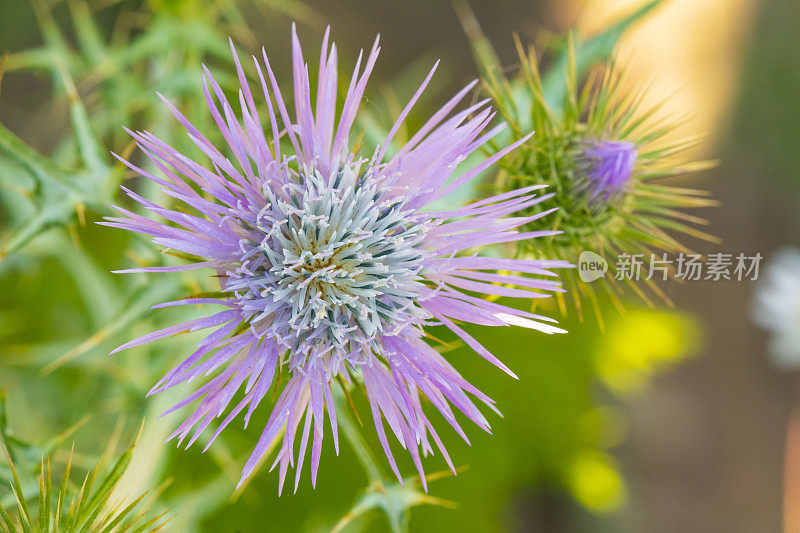 针钠沸石线虫花