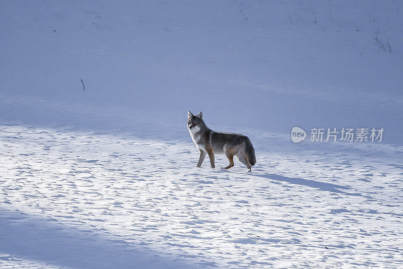 威斯特克利夫的克里斯托山的郊狼