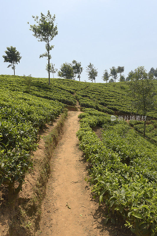 卢旺达靠近Nyungwe森林的茶园