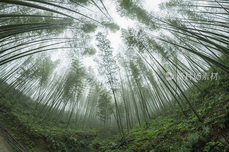 亚洲竹林