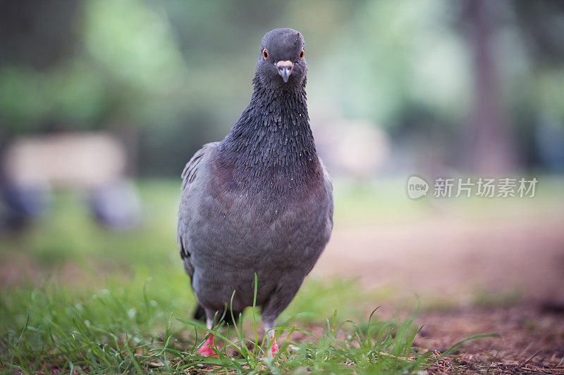 公园里的鸽子