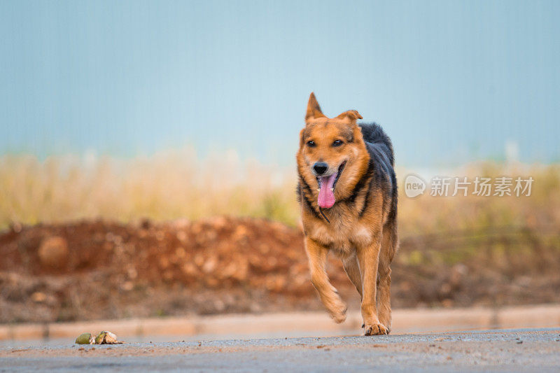 德国牧羊犬