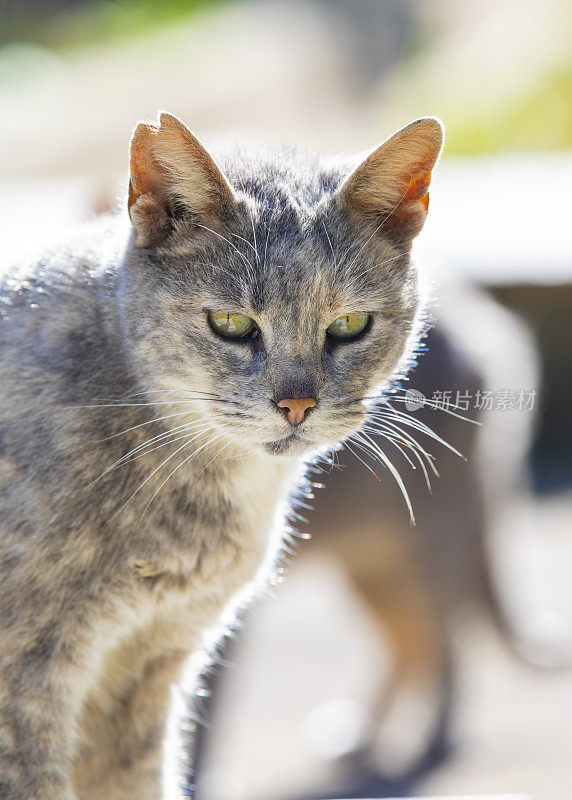 街上的一只猫