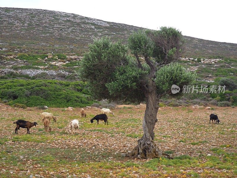 在Folegandros干旱的地中海乡村，有一棵橄榄树，山羊在周围吃草