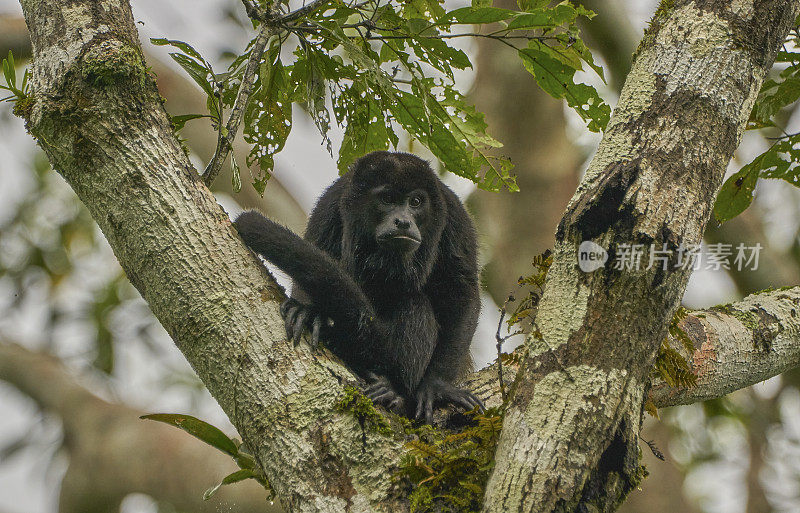 野生雄性吼猴在中美洲巴拿马的甘博亚国家公园