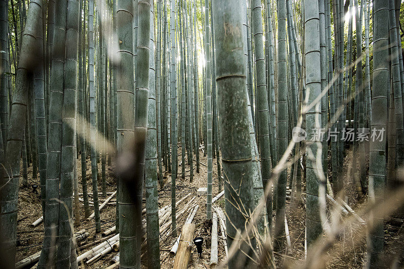 京都竹林