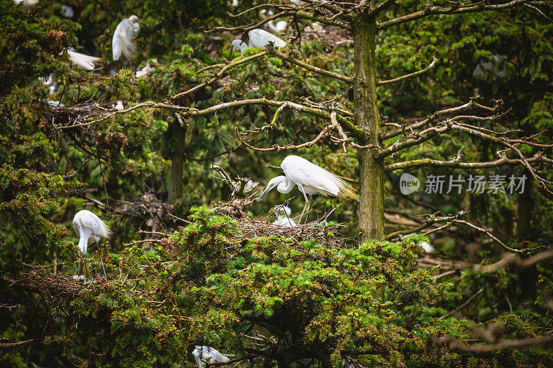 江西南昌象山森林公园白鹭栖息地