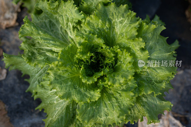 温室种植生菜