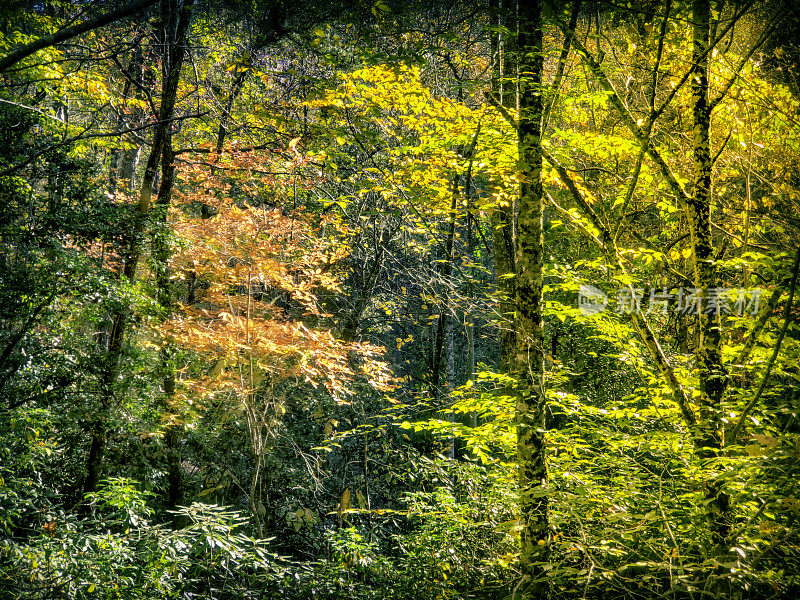 秋树在烟雾山-非常柔和的焦点-大气情绪