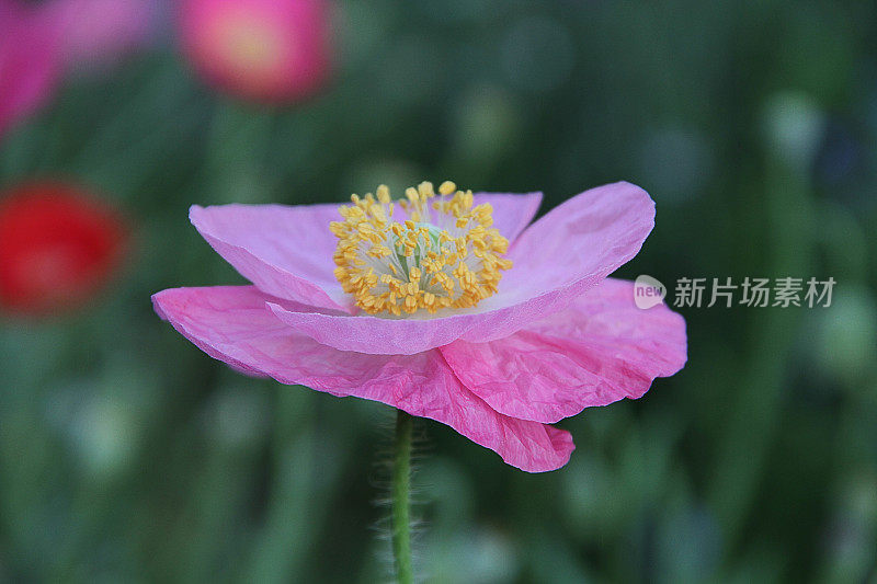 罂粟花(罂粟科)-特写