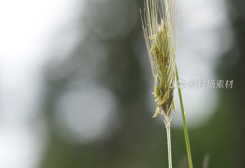 黑麦草要结籽了