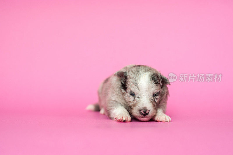 粉色背景上的设得兰牧羊犬小狗三周大