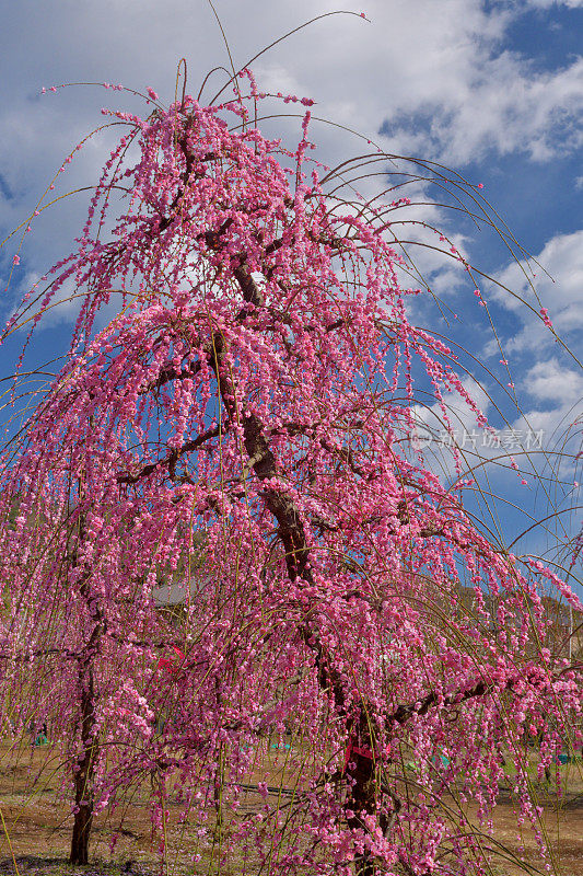 粉白垂梅花盛开在索加贝修梅花林中