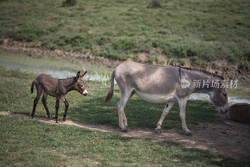 驴妈妈和驴宝宝在河边的绿油油的牧场上散步