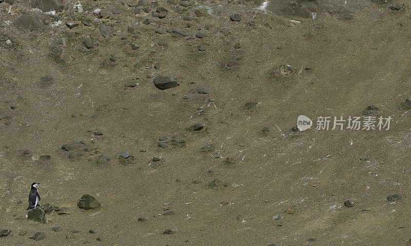 野生帽带企鹅在壮观的风景南极半岛在大的南大洋