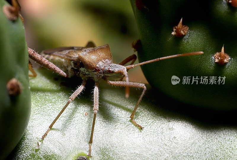 仙人掌叶足蝽(半翅目;在仙人掌梨(仙人掌属植物)上