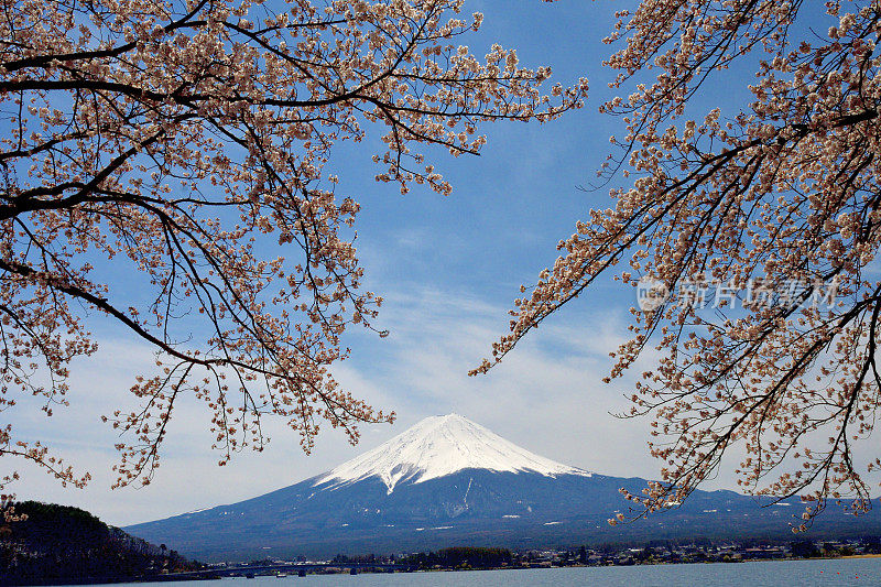 富士山和川口湖的樱花