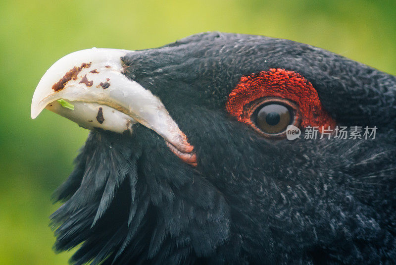 西方猴尾龙头部的紧凑剪裁细节