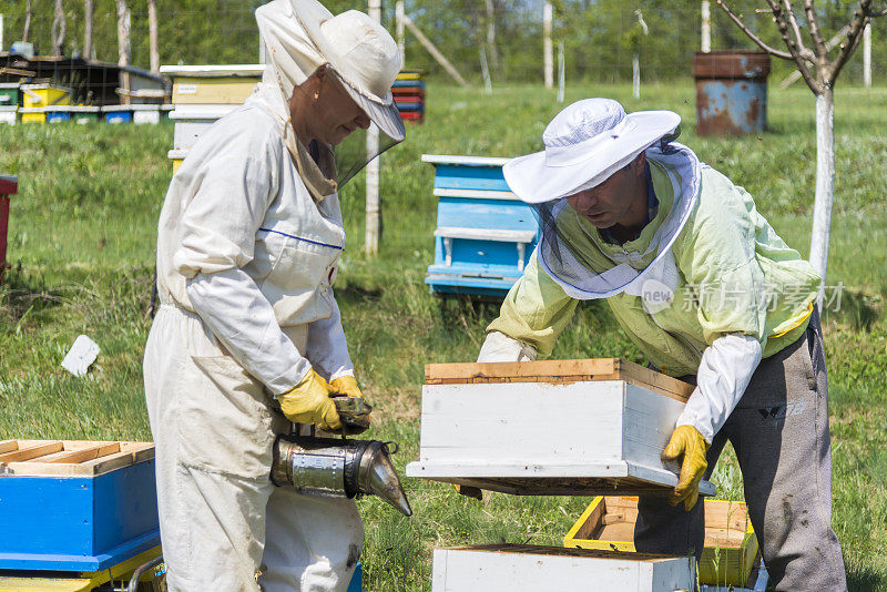 两个养蜂人在养蜂场工作