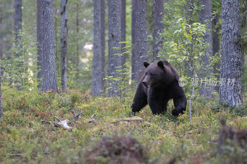 一只熊在芬兰北部锦湖附近的森林里行走