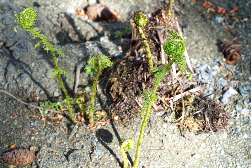 蕨类植物