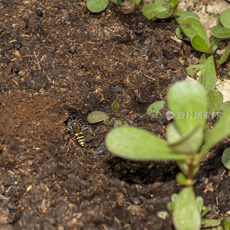 正在挖洞的普通蜂蜂(三角蜂)