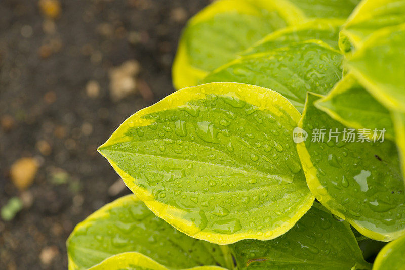 年轻的叶玉簪属草本植物。雨中植物的叶子