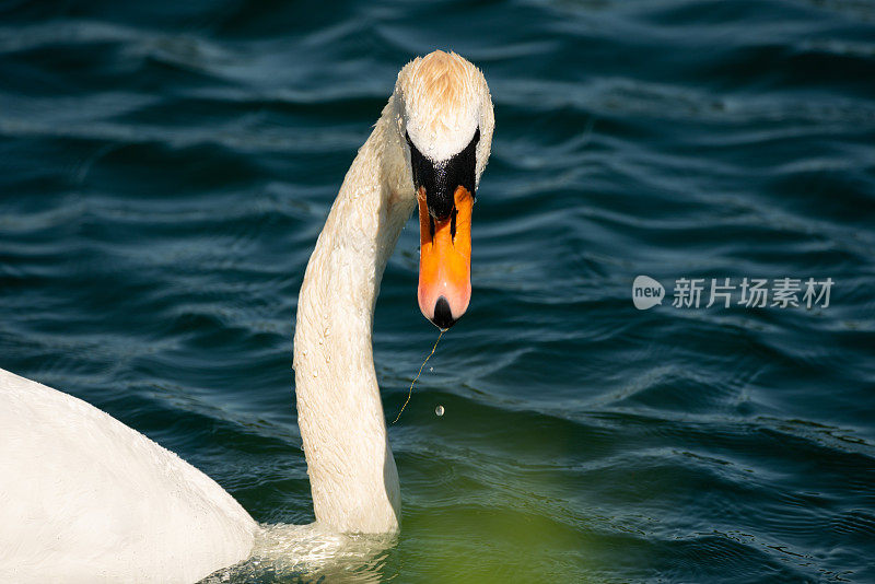 湖上沉默的天鹅