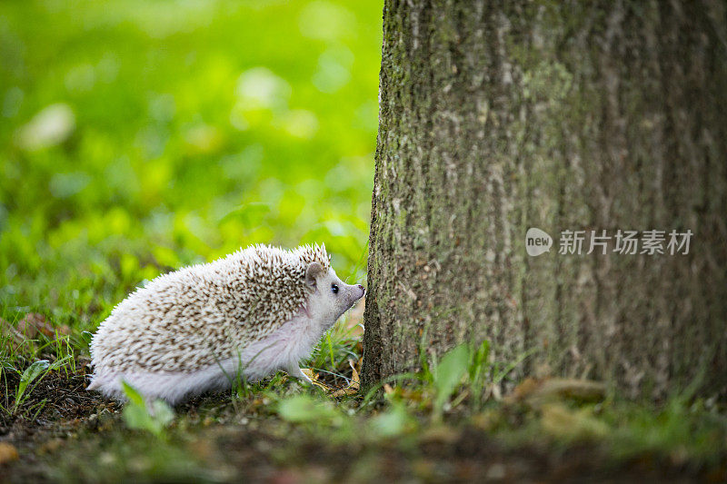 宠物刺猬闻着树干