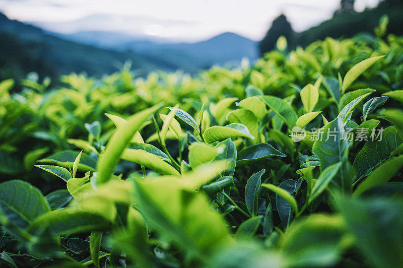 清晨在卡梅隆高地的茶园里种植茶树