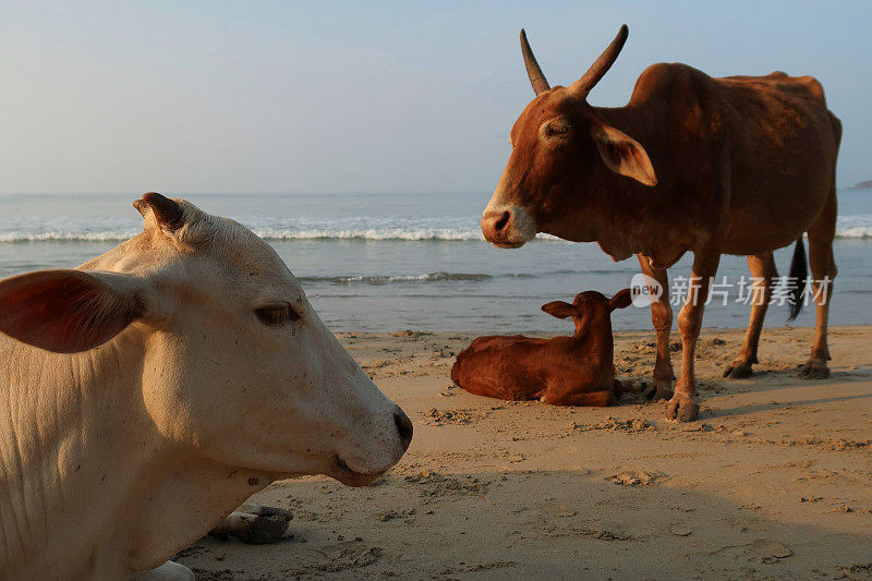 印度南部果阿巴勒姆海滩，一头棕色的印度圣牛躺在沙滩上望着大海，一头野牛躺在水边的沙子上休息