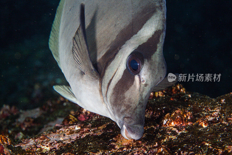 热带鱼，海洋生物，