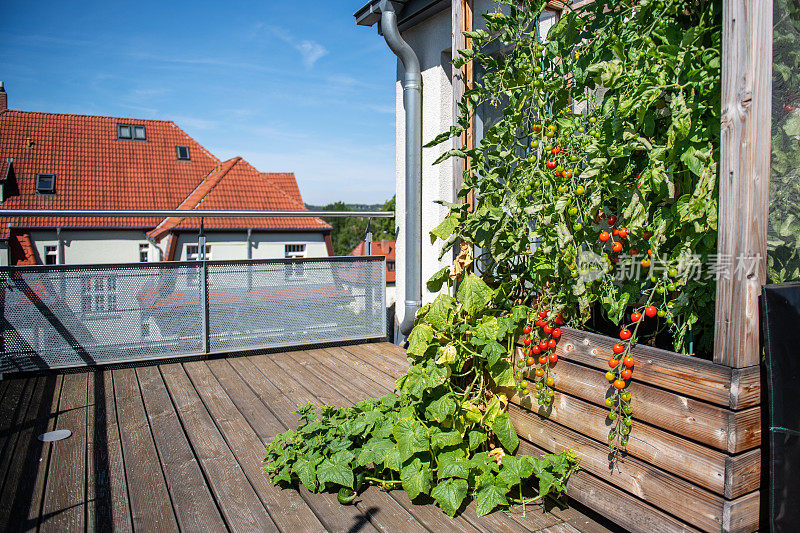 阳台上的高床上有西红柿和黄瓜