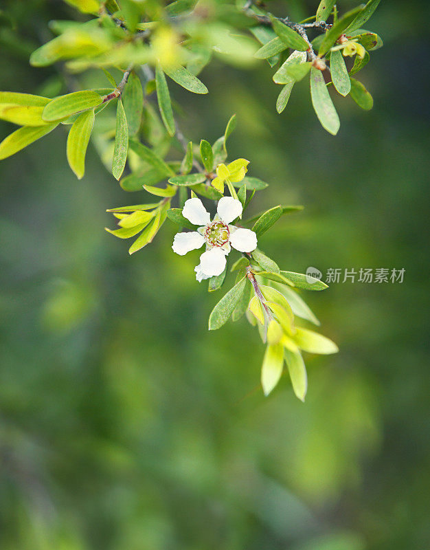 开花的茶树